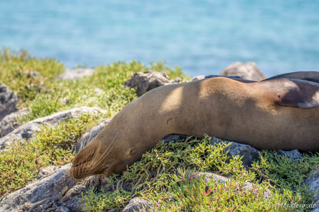 Ausharrender Seelöwe, während eine Eidechse ihn von seinen lästigen Fliegen befreit